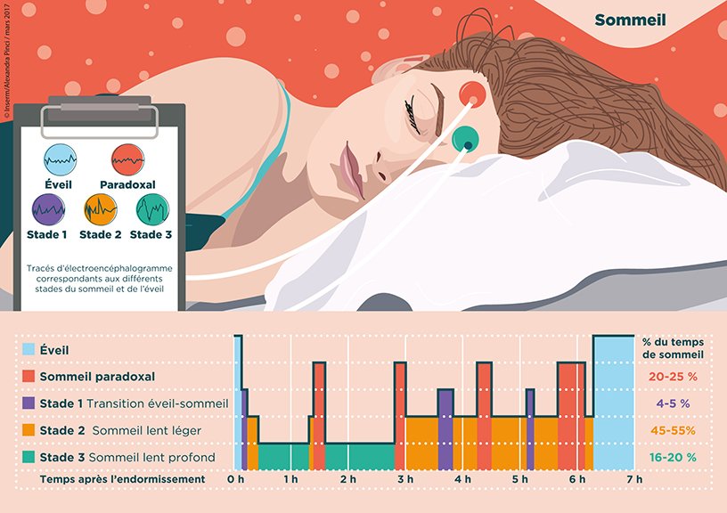 Les cycles du sommeil
