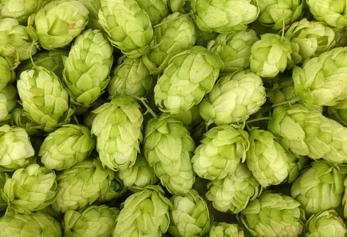 Houblon : Efficacité pour le sommeil mythe ou réalité ?