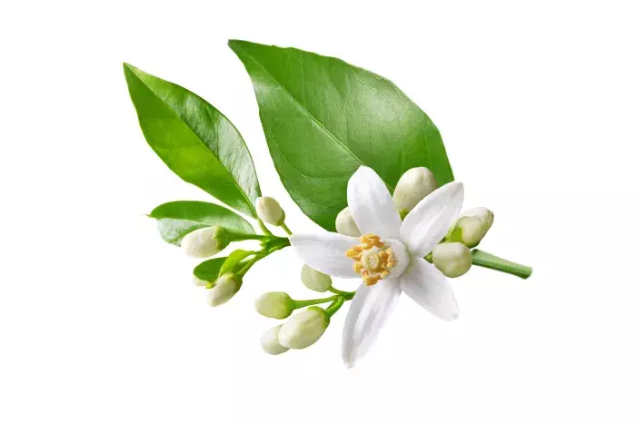 Fleur d'oranger pour dormir