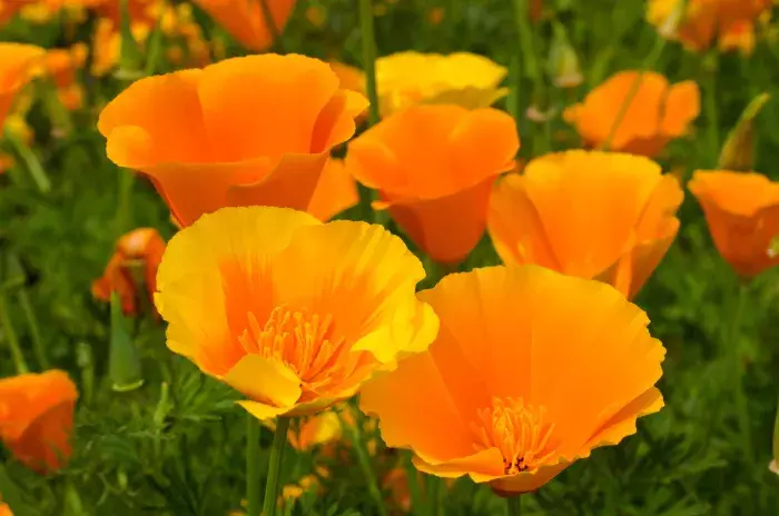 Pavot de californie et sommeil