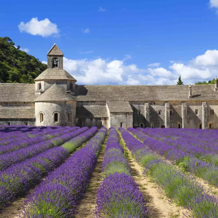La Valériane, une plante aux multiples vertus