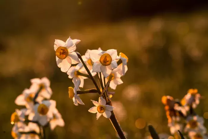 Aubépine : Une Plante Bienfaitrice pour le Sommeil