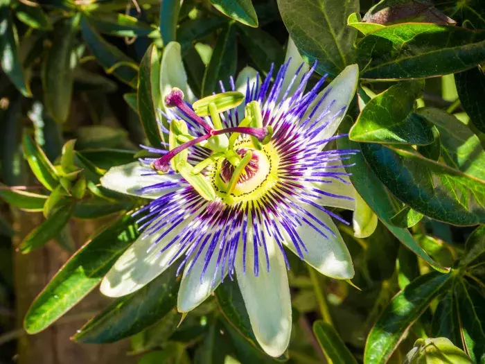 La Passiflore : Une Fleur Envoûtante pour le Sommeil