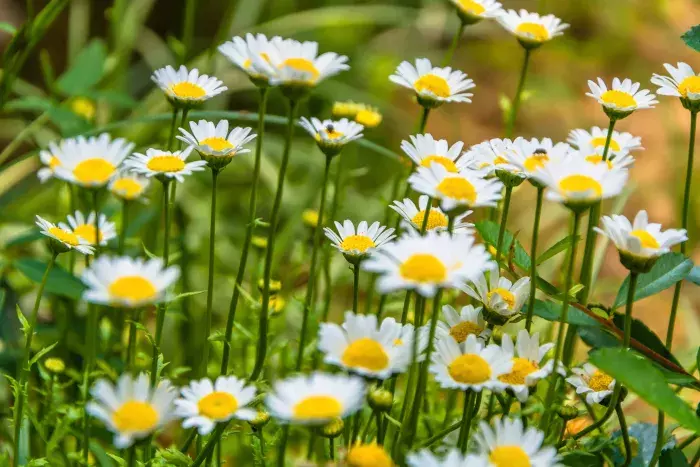 La Camomille : Utilisations et Bienfaits pour le Sommeil
