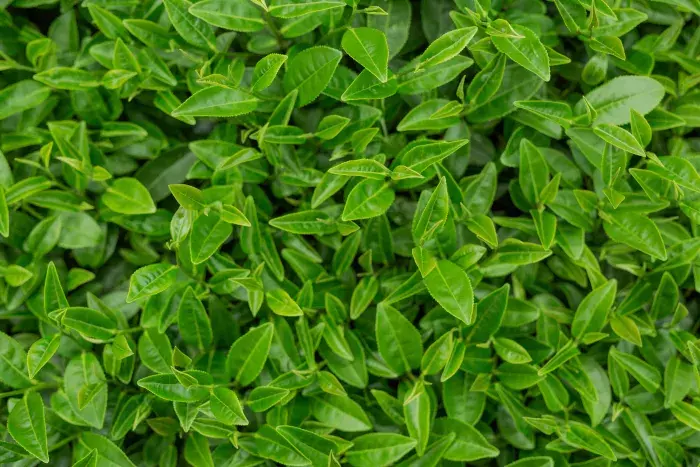 Les Bienfaits de la Verveine pour la Santé et le Sommeil